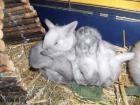 Widder Hasenbabys suchen neues zuhause
